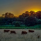 Sonnenuntergang mit vier Galloways