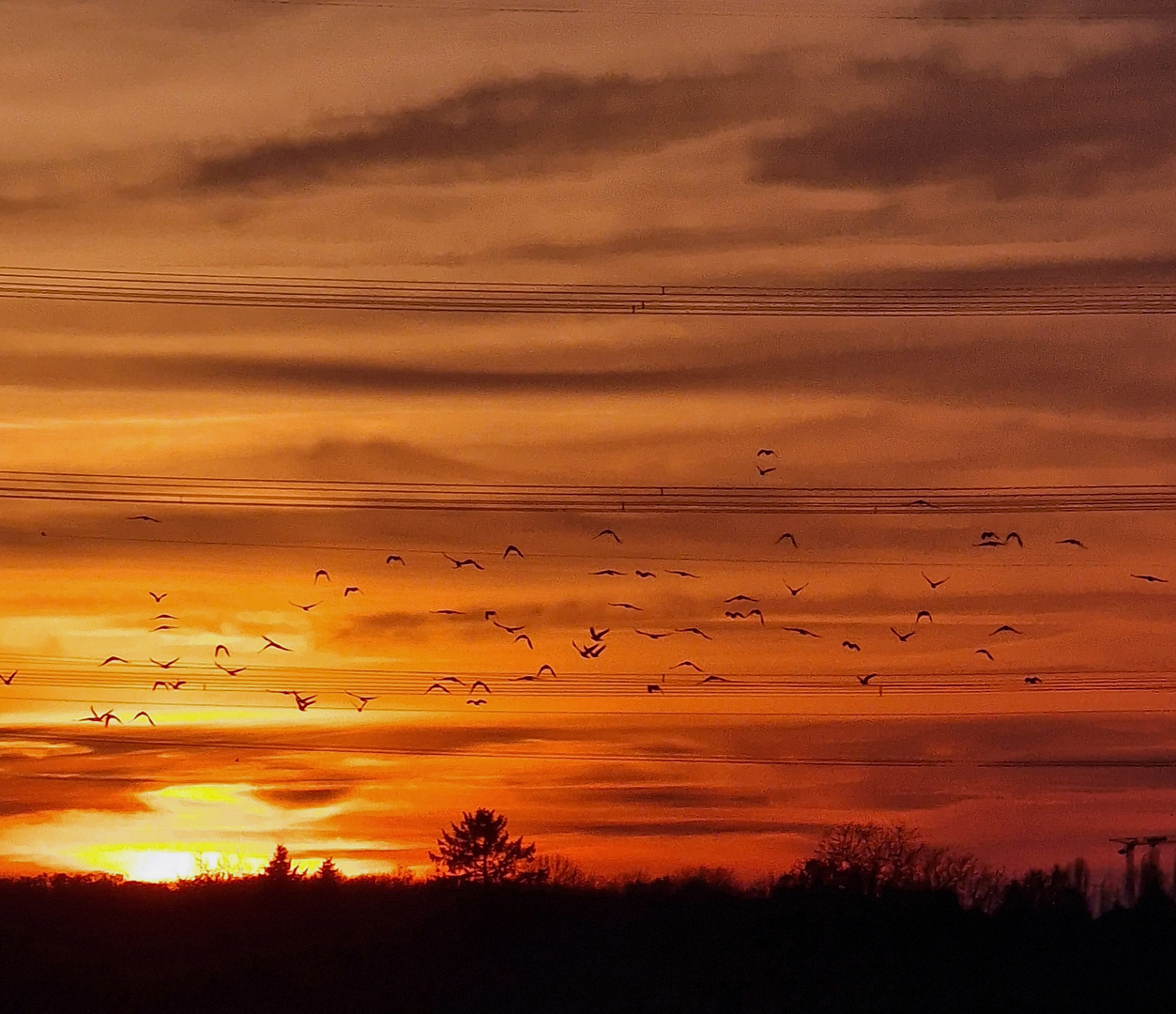 Sonnenuntergang mit Vögeln 