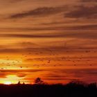 Sonnenuntergang mit Vögeln 