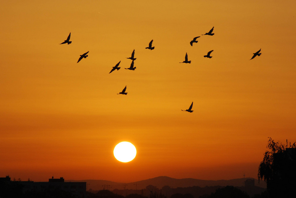 Sonnenuntergang mit Vögeln