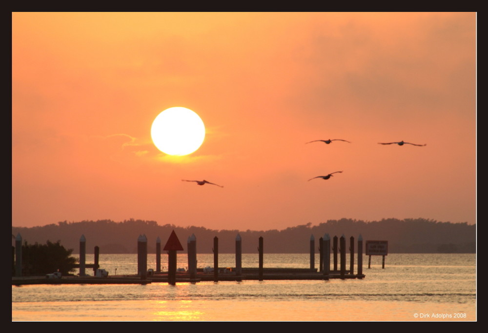 Sonnenuntergang mit Vögeln in Everglades City