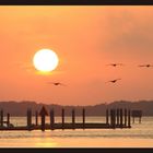 Sonnenuntergang mit Vögeln in Everglades City