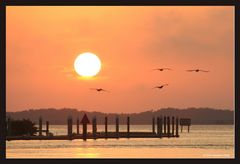 Sonnenuntergang mit Vögeln in Everglades City