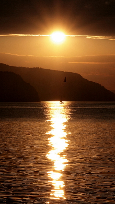 Sonnenuntergang mit Vogel