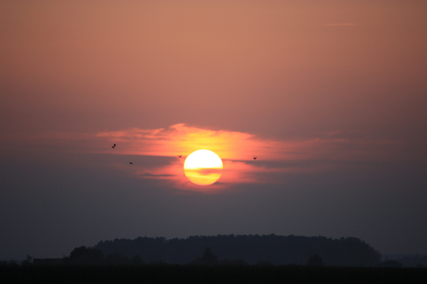 Sonnenuntergang mit Vogel