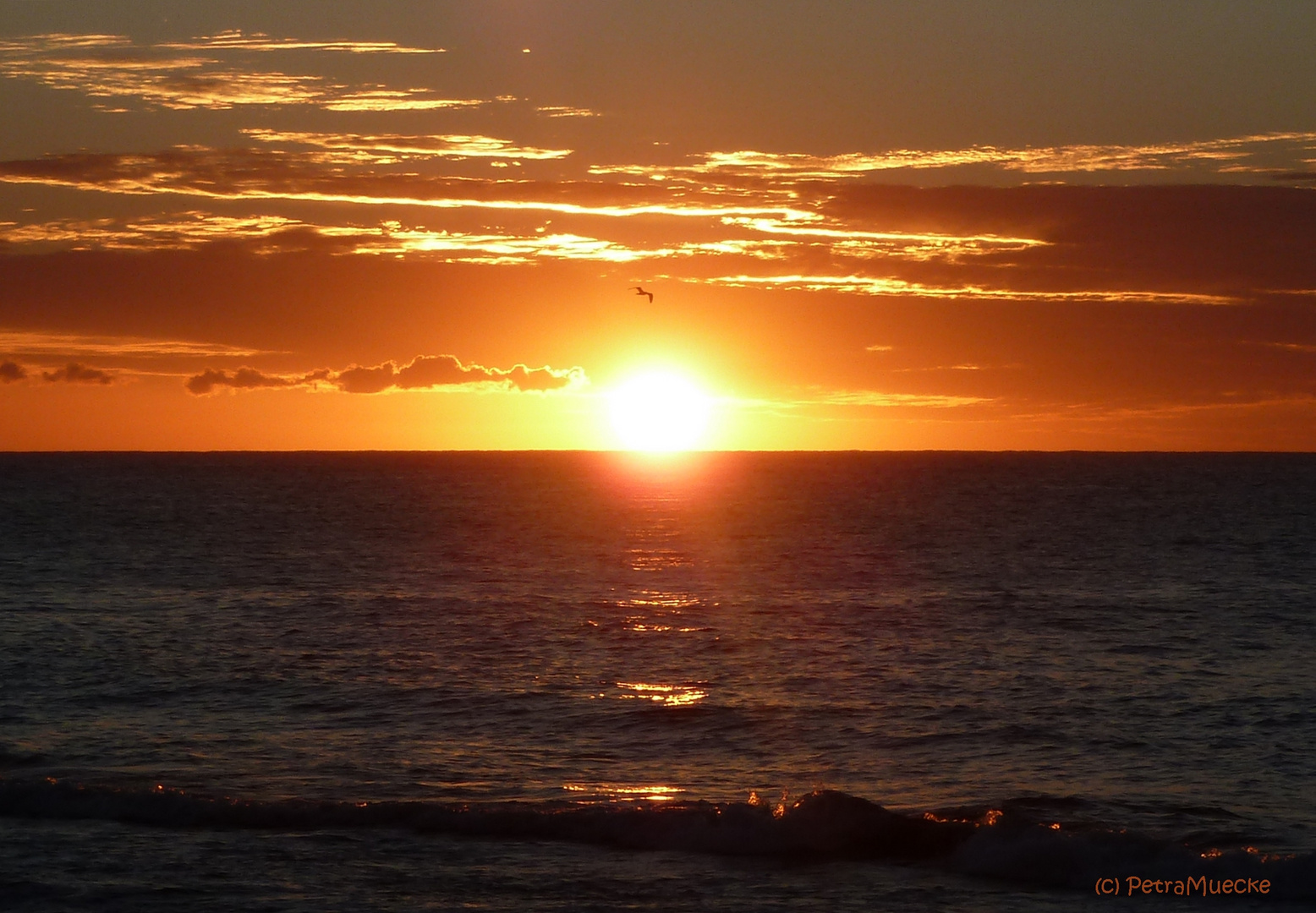 Sonnenuntergang mit Vogel