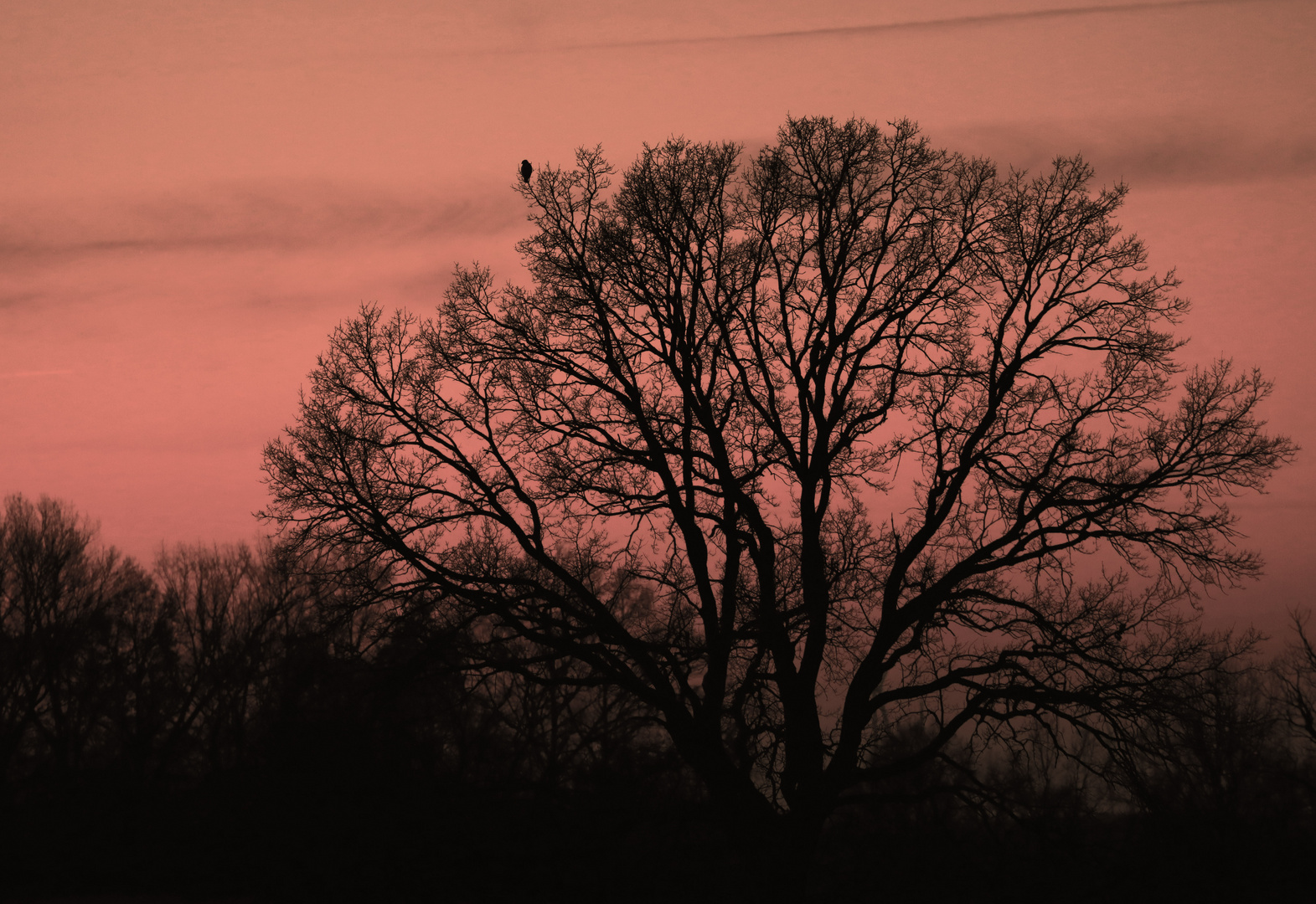 Sonnenuntergang mit Vogel