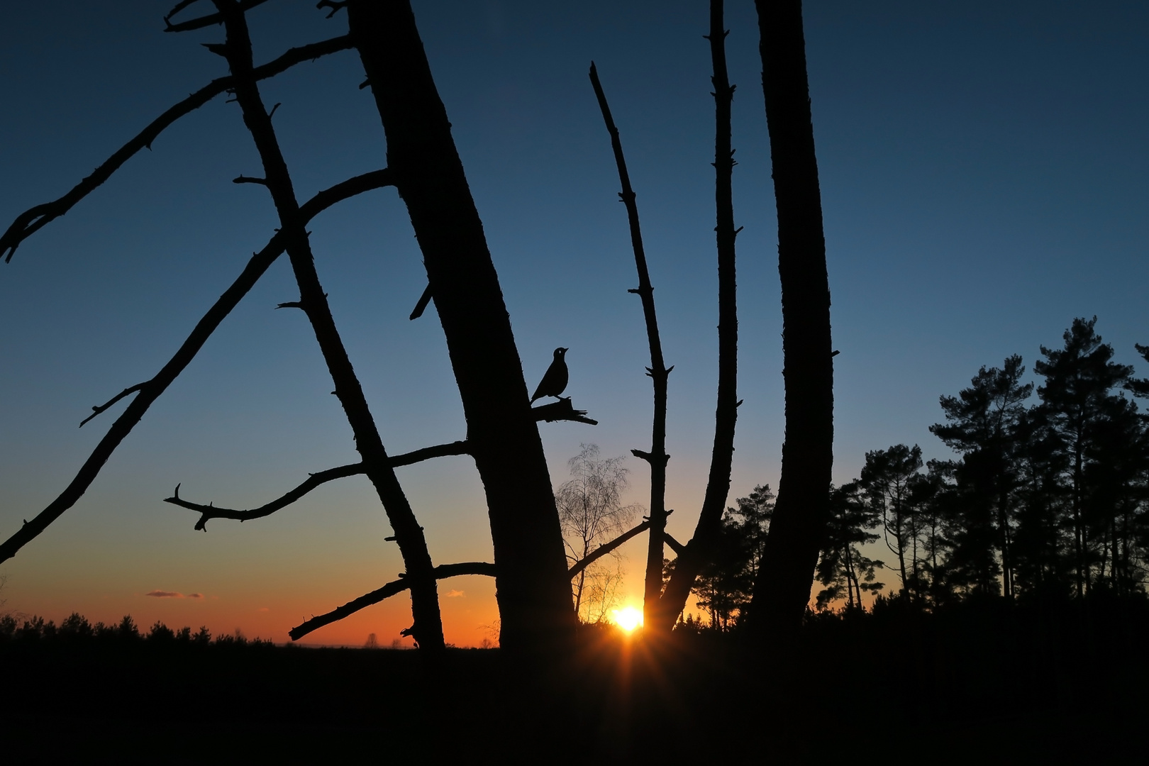 Sonnenuntergang -mit-Vogel