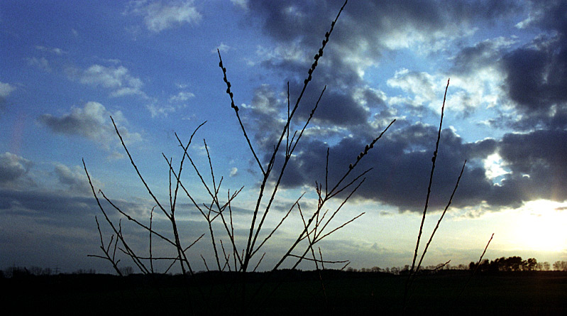 Sonnenuntergang mit Weidenkätzchen