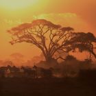 Sonnenuntergang mit Zebras , Ambroseli NP