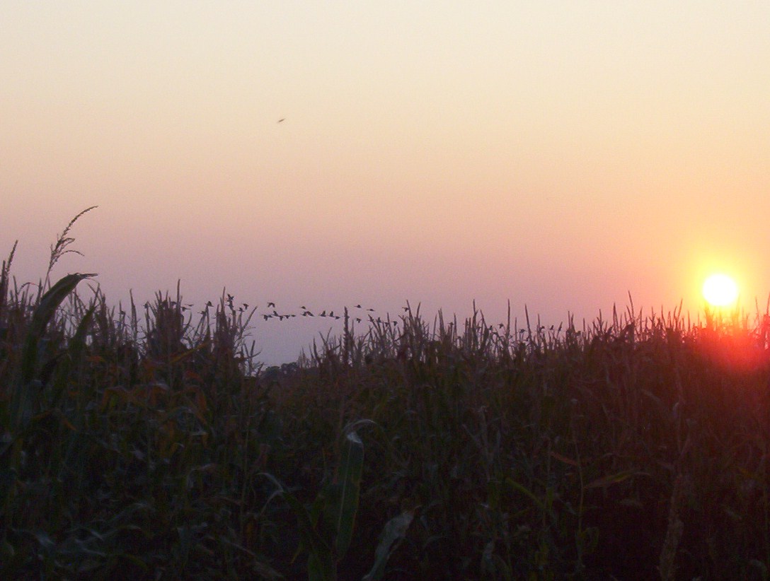 Sonnenuntergang mit Zugvögel