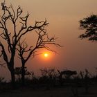 Sonnenuntergang Moremi Botswana  (5)