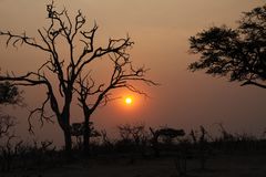 Sonnenuntergang Moremi Botswana  (5)