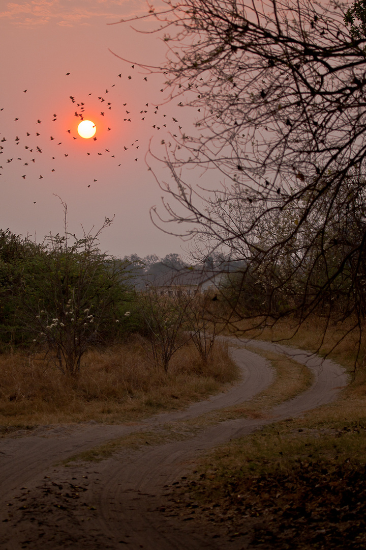Sonnenuntergang Moremi Nationalpark