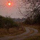 Sonnenuntergang Moremi Nationalpark