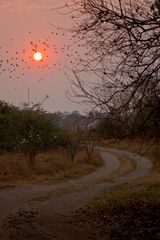 Sonnenuntergang Moremi Nationalpark