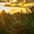 Sonnenuntergang nach Regen II