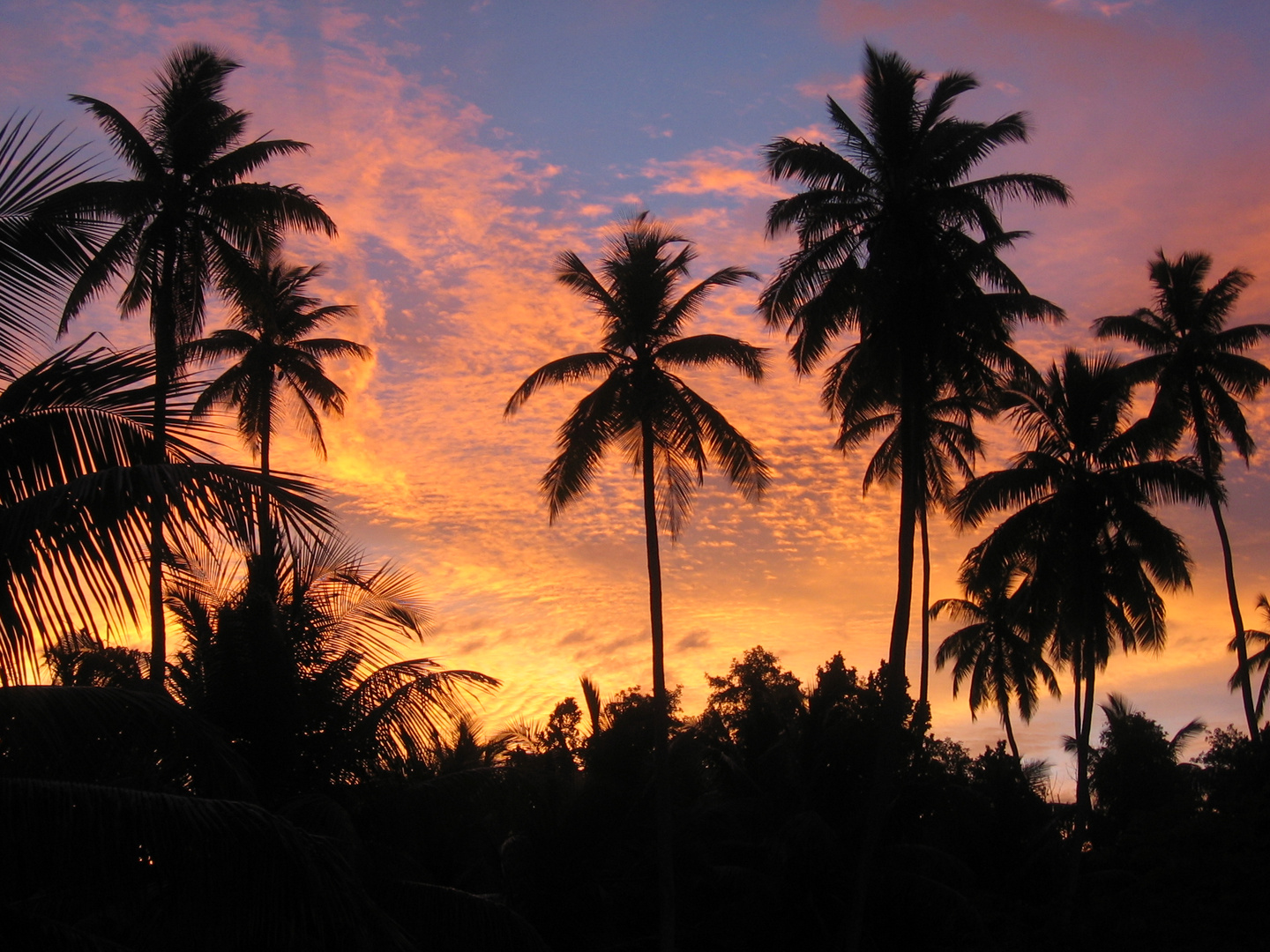 Sonnenuntergang Palmen