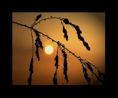 Sonnenuntergang Perlen I