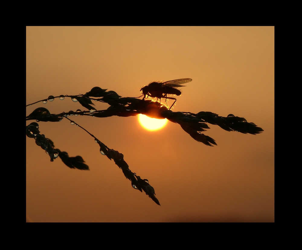 Sonnenuntergang Perlen II