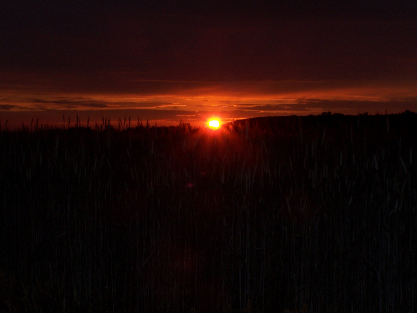 Sonnenuntergang Ponyhof I