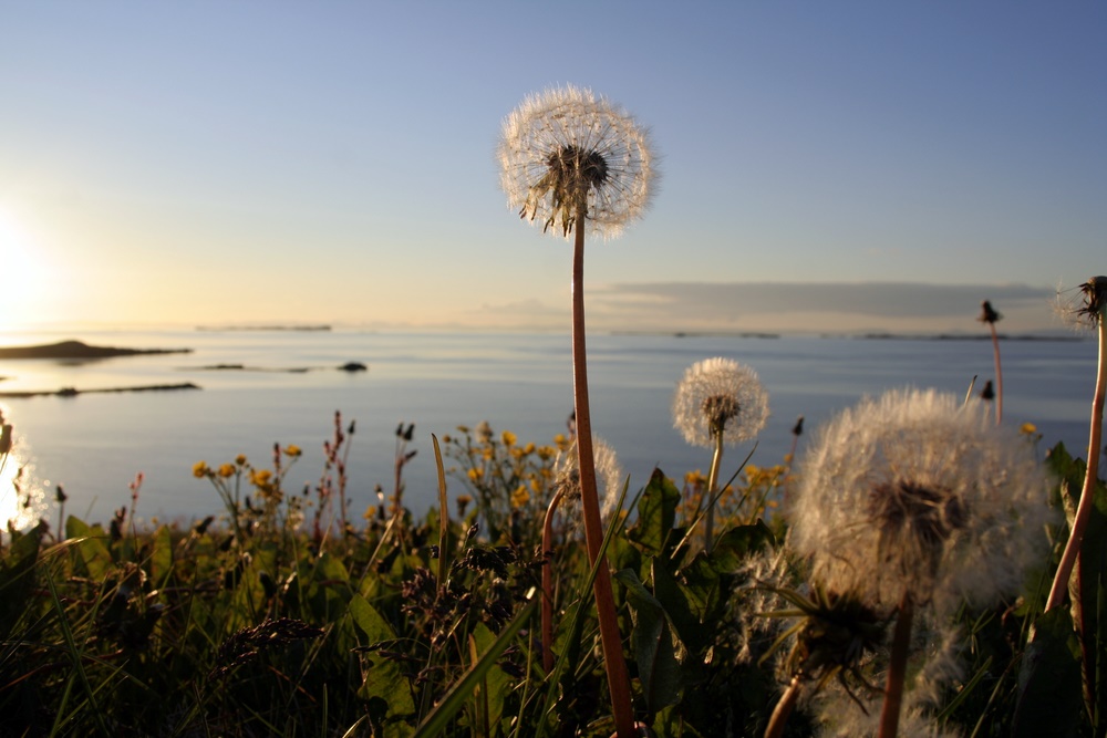 Sonnenuntergang? Pusteblume!