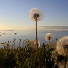 Sonnenuntergang? Pusteblume!