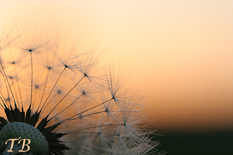 Sonnenuntergang --> Pusteblume!