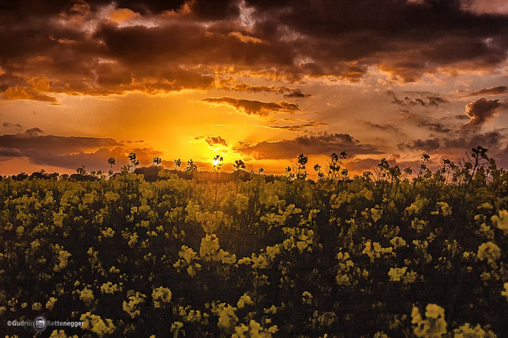 Sonnenuntergang-Rapsfeld