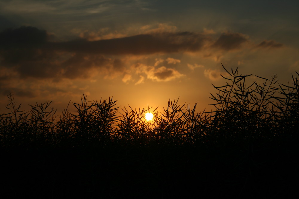 Sonnenuntergang Rapsfeld