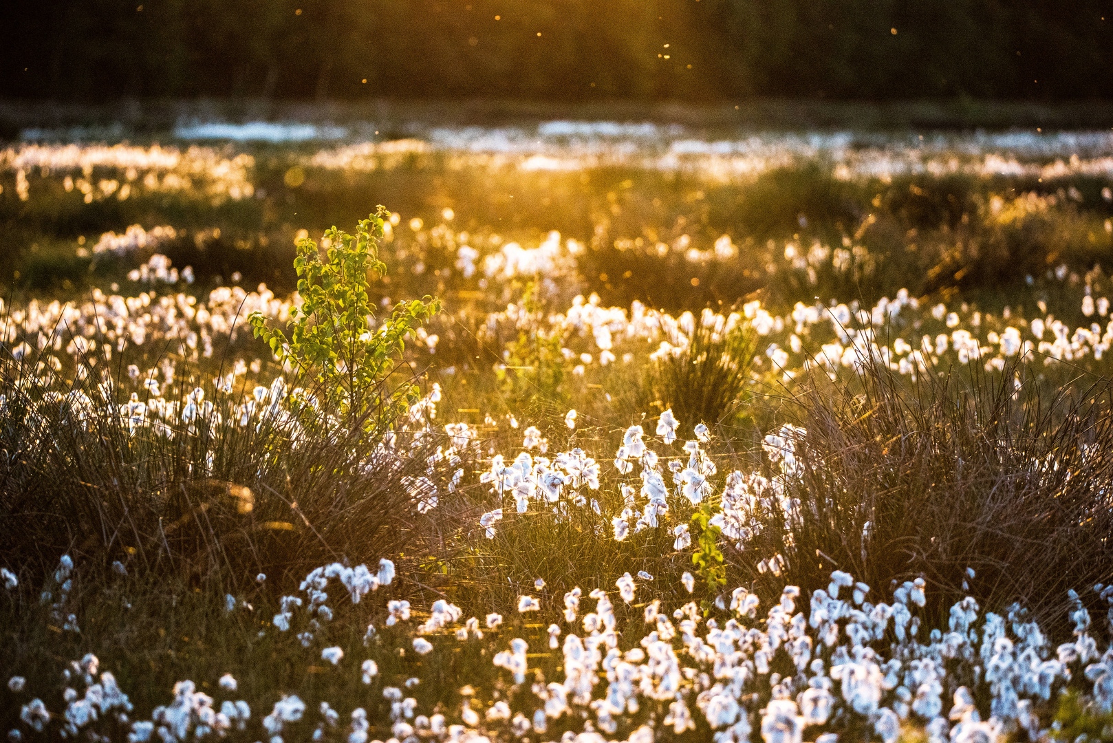 Sonnenuntergang Rühler Moor