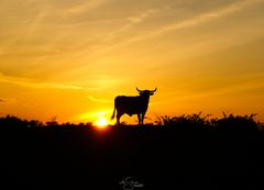 Sonnenuntergang Silhouette