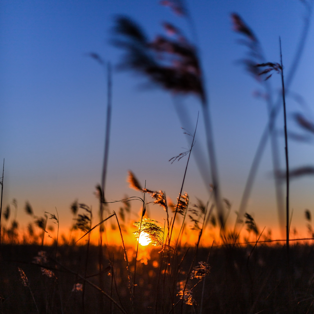 Sonnenuntergang Sim Reed an der Nordsee