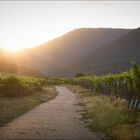 Sonnenuntergang, südliche Weinstraße