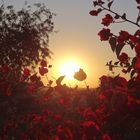 Sonnenuntergang trifft Blüte