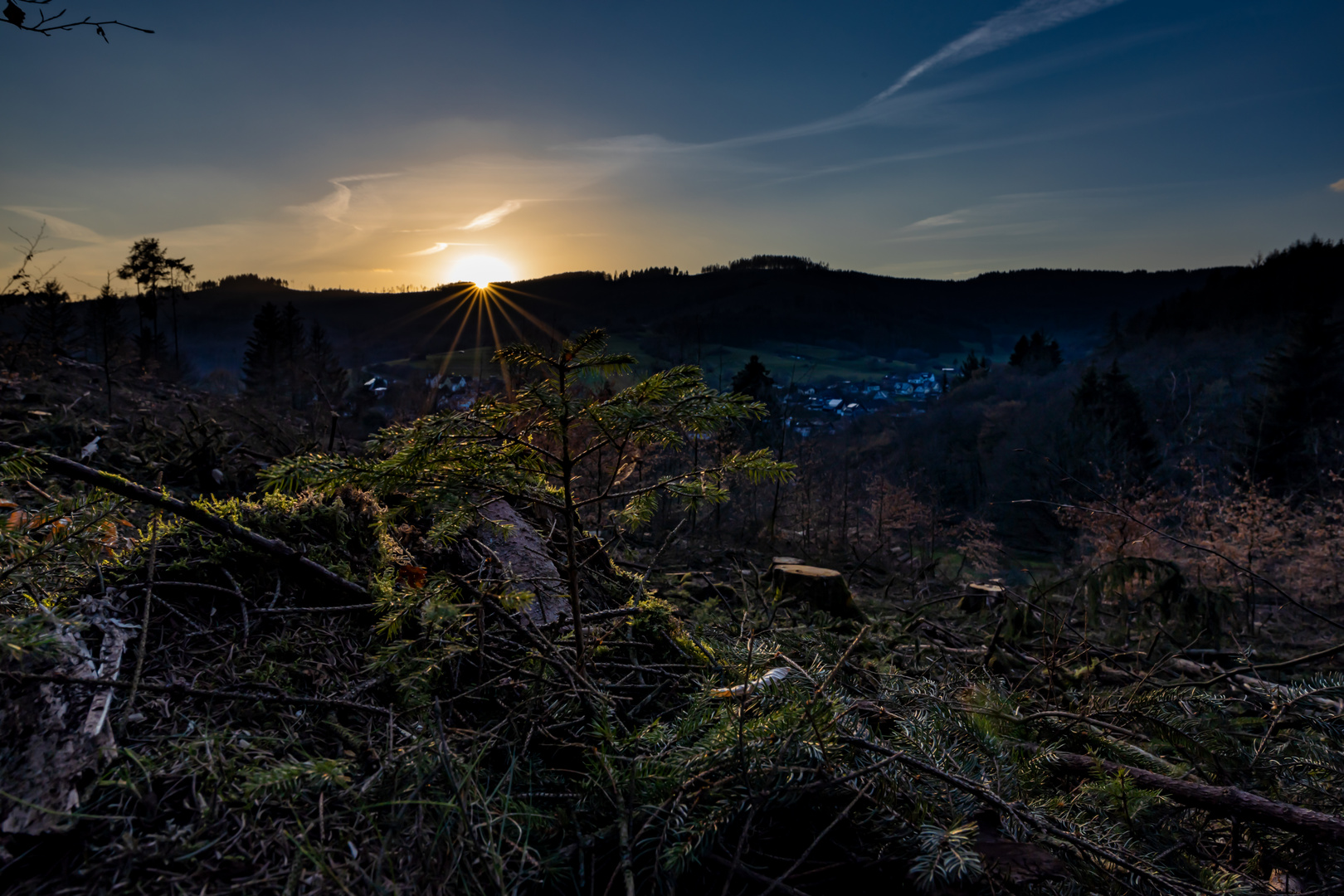 Sonnenuntergang über abgeforsteter Fläche mit jungen Bäumen