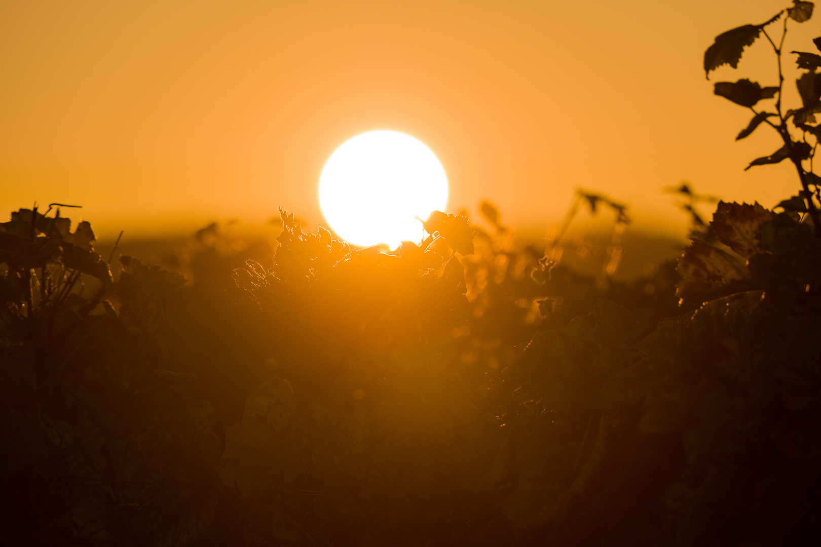 Sonnenuntergang über Bad Kreuznach IV