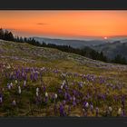 Sonnenuntergang über dem Blumenmeer - DRI