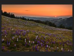 Sonnenuntergang über dem Blumenmeer - DRI