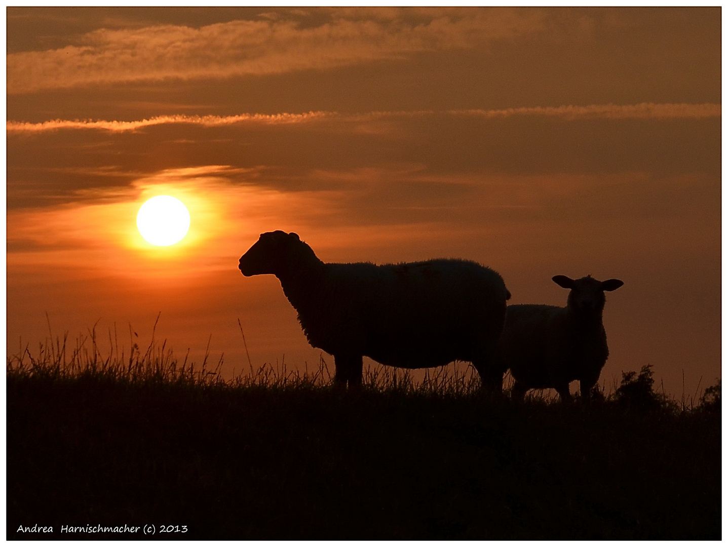 Sonnenuntergang über dem Elbdeich