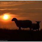 Sonnenuntergang über dem Elbdeich