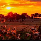 Sonnenuntergang über dem Feld