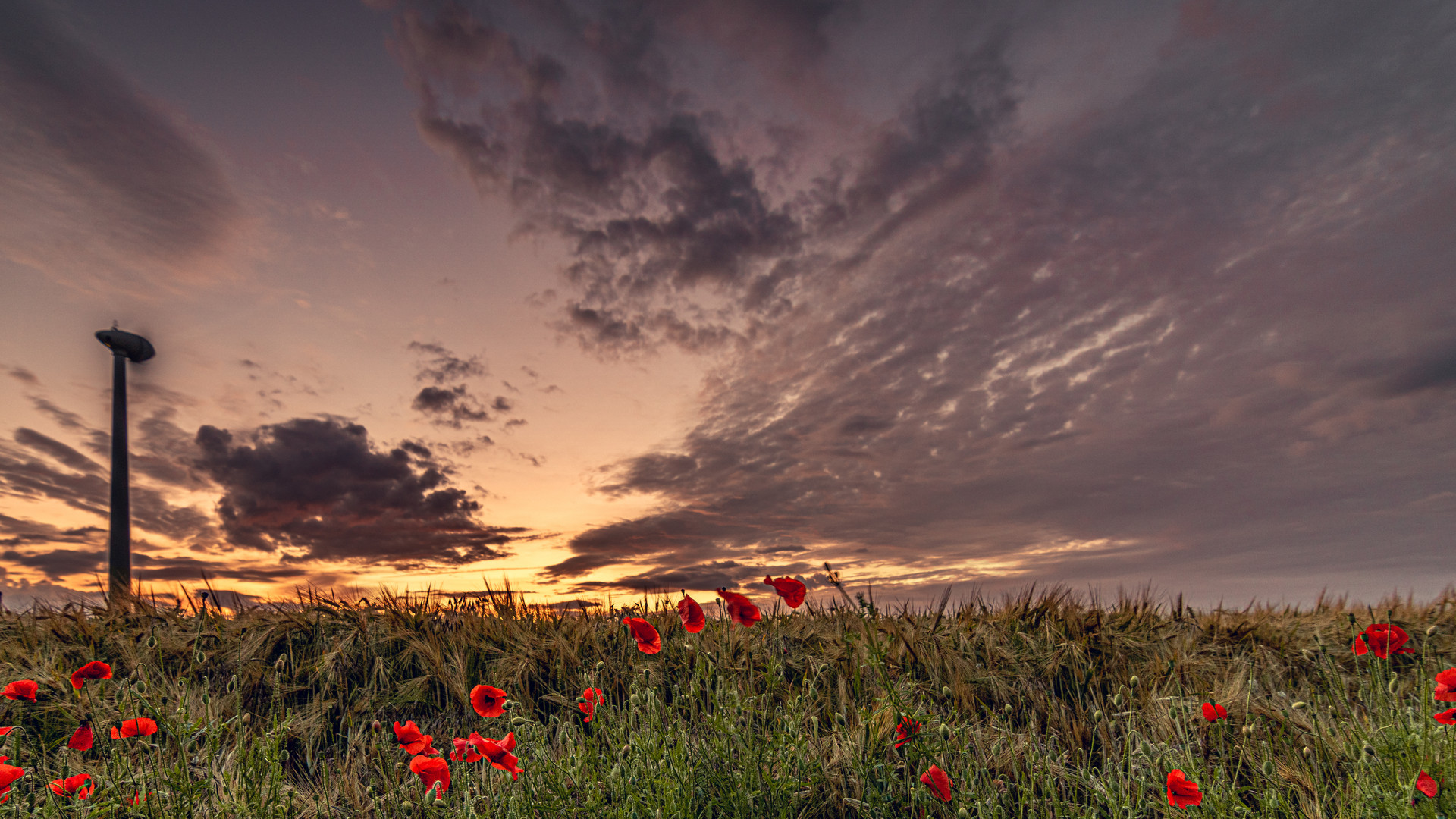 Sonnenuntergang über dem Getreidefeld