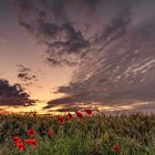 Sonnenuntergang über dem Getreidefeld