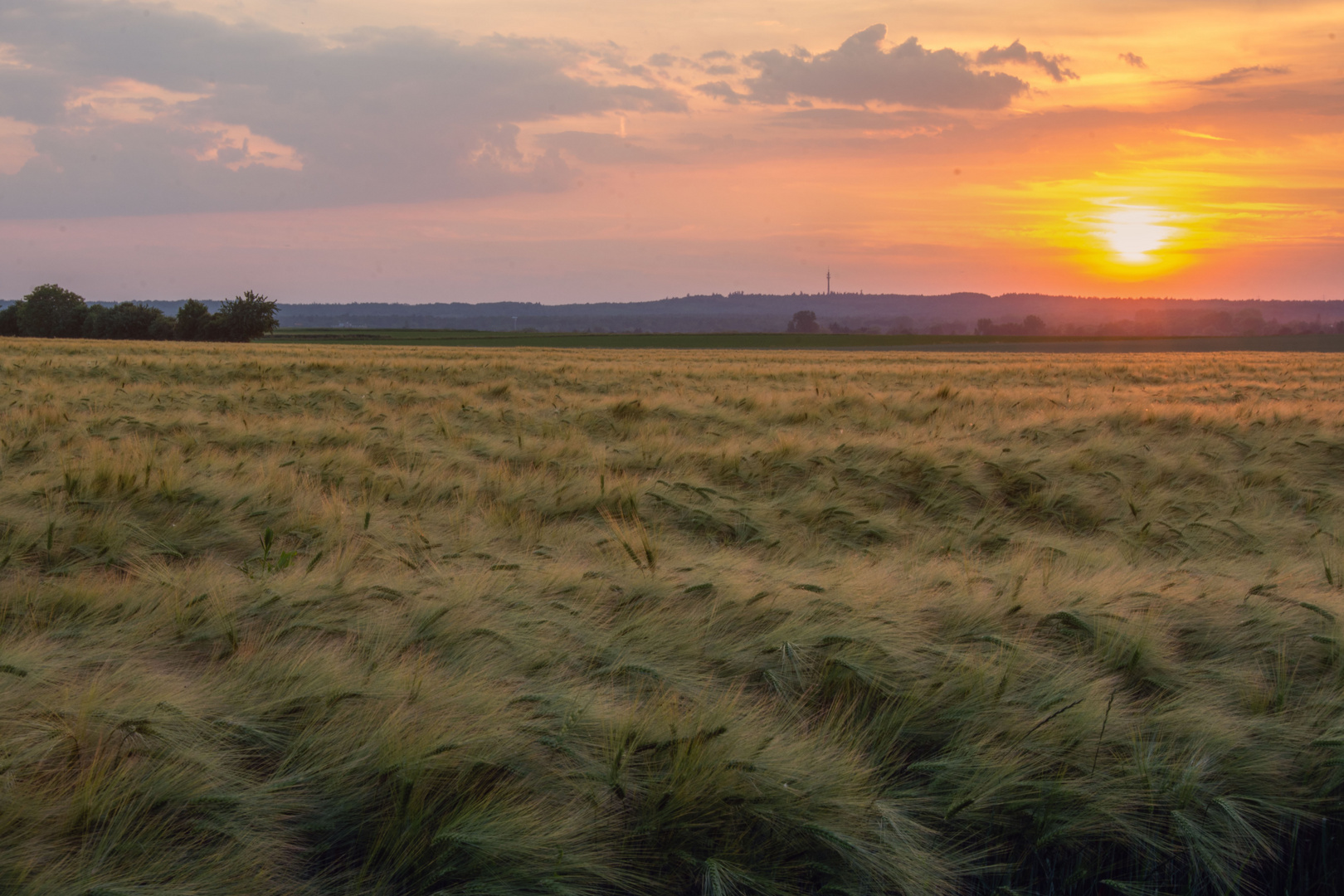 Sonnenuntergang über dem Getreidefeld