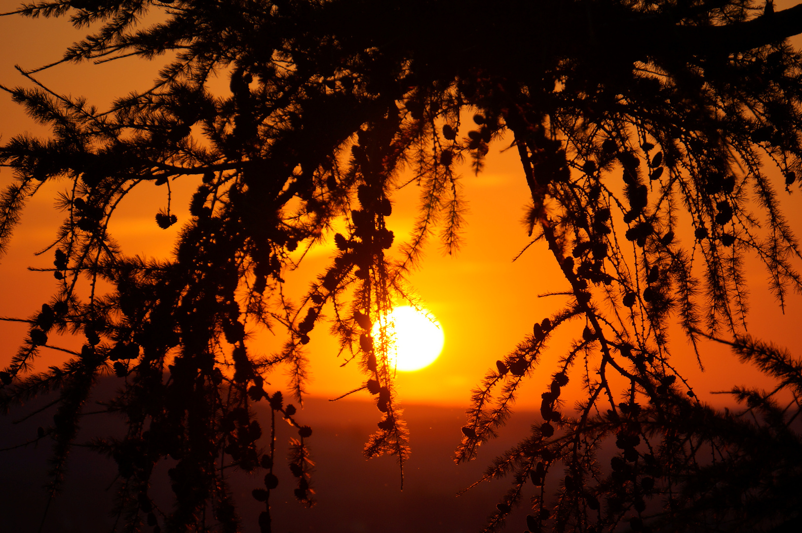 Sonnenuntergang über dem Harz