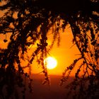 Sonnenuntergang über dem Harz