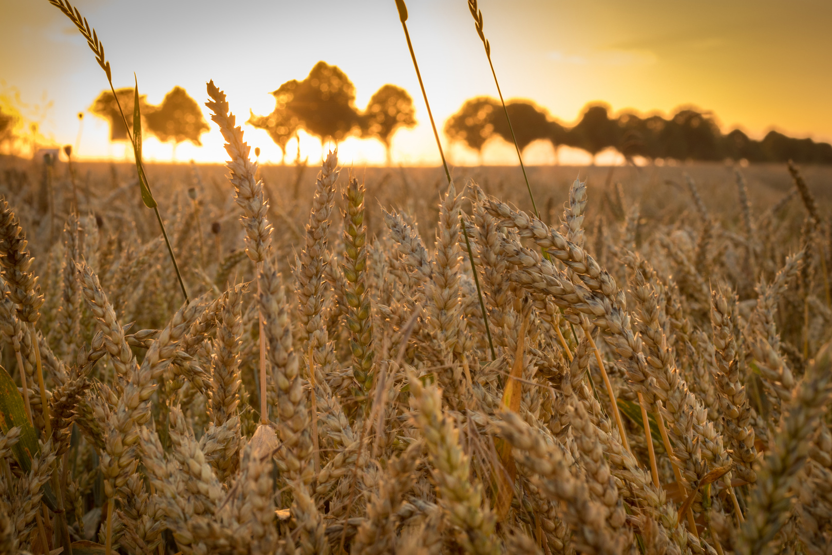 Sonnenuntergang über dem Kornfeld