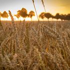 Sonnenuntergang über dem Kornfeld