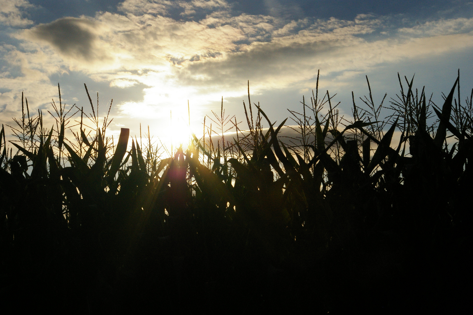 Sonnenuntergang über dem Maisfeld